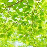 ダウンロード (2)