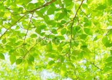 ダウンロード (2)