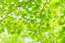 ダウンロード (2)